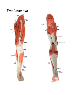 Thumbnail for Muscles Of The Leg