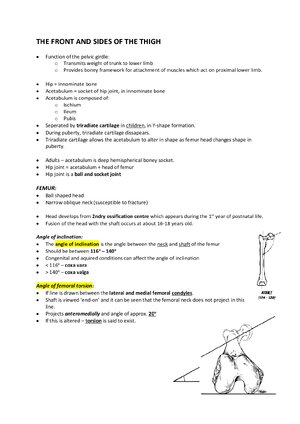 Thumbnail for Thigh Muscles Anatomy