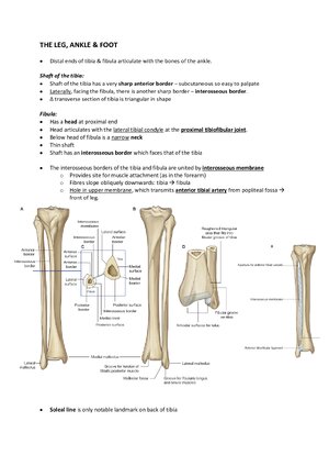 Thumbnail for Lower Leg Muscles