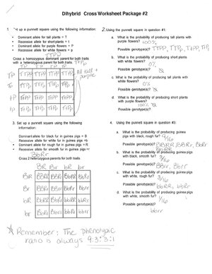 Thumbnail for Dihybrid Cross Worksheet Package #2