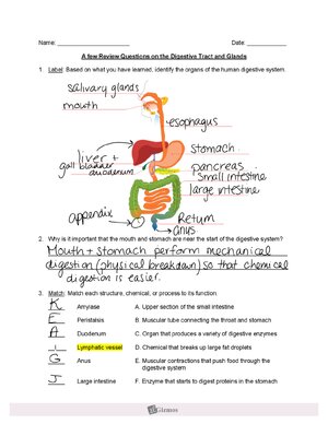 Thumbnail for Digestive System Gizmo Adapated