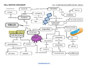 Cell Graphic Organizer Arupe thumbnail