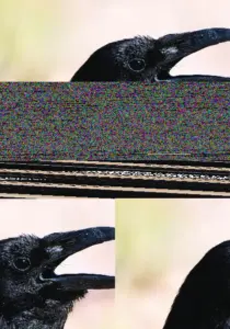 A Philosophy For The Science Of Animal Consciousness
