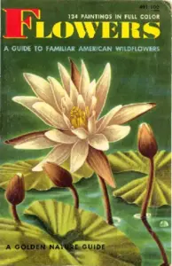 American Wildflowers A Guide