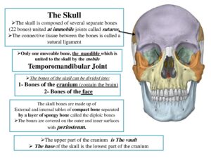 Anatomy and Structure of the Human Skull