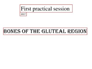 Bones of the Gluteal Region Anatomy and Function