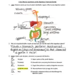 Digestive System Gizmo Adapated