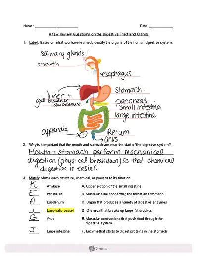 Digestive System Gizmo Adapated