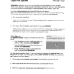 Gizmo Answers Digestive System