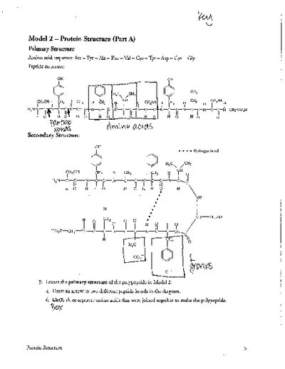 AP Biology Protein Structure Pogil Answer key