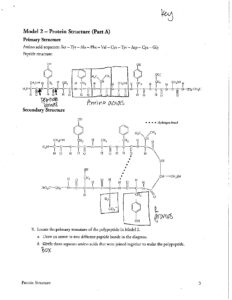 AP Biology Protein Structure Pogil Answer Key – Model 2 Part A