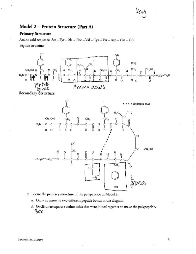 AP Biology Protein Structure Pogil Answer Key - Model 2 Part A