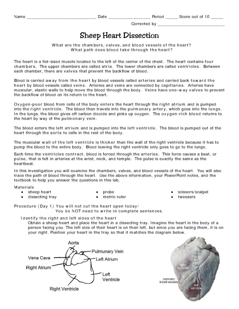 Sheep Heart Dissection Lab Guide for Biology Students
