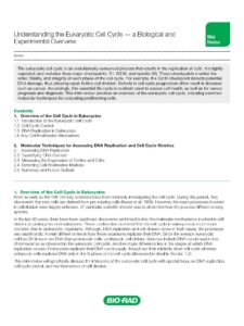 Understanding The Eukaryotic Cell Cycle A Biological And Experimental Overview