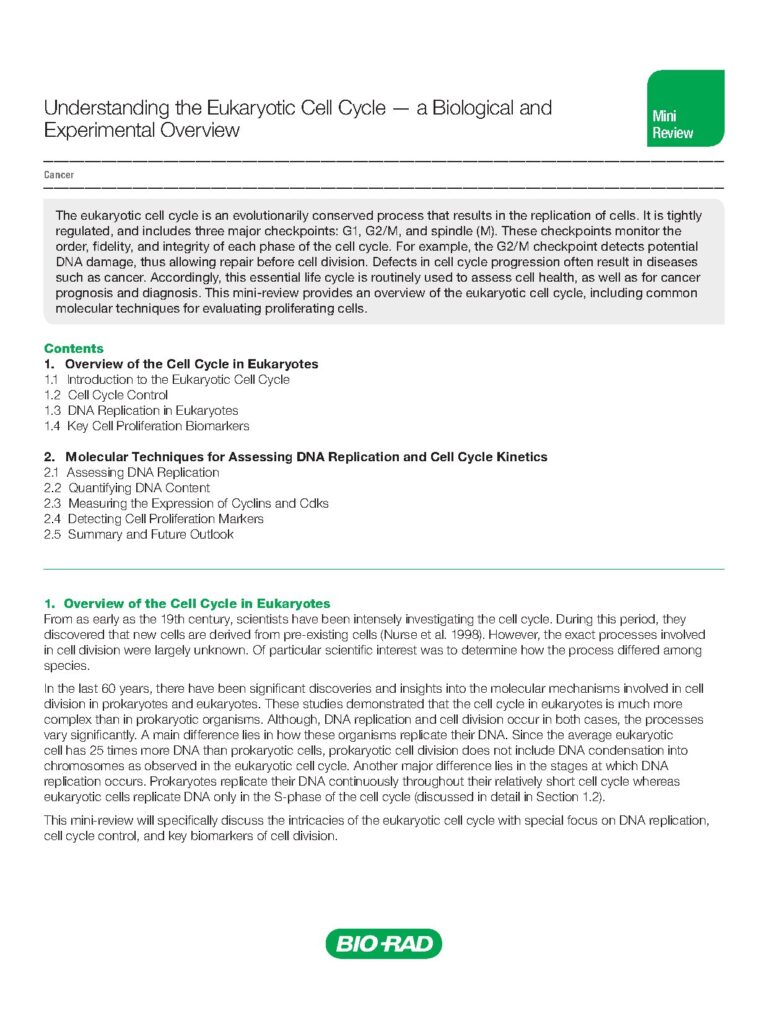Understanding The Eukaryotic Cell Cycle A Biological And Experimental Overview