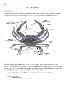 Blue Crab Dissection Guide for Biology Students