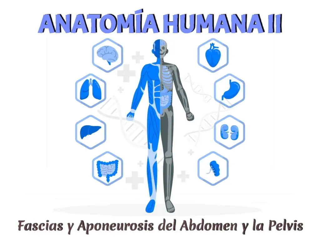 Fascias y Aponeurosis del Abdomen y la Pelvis