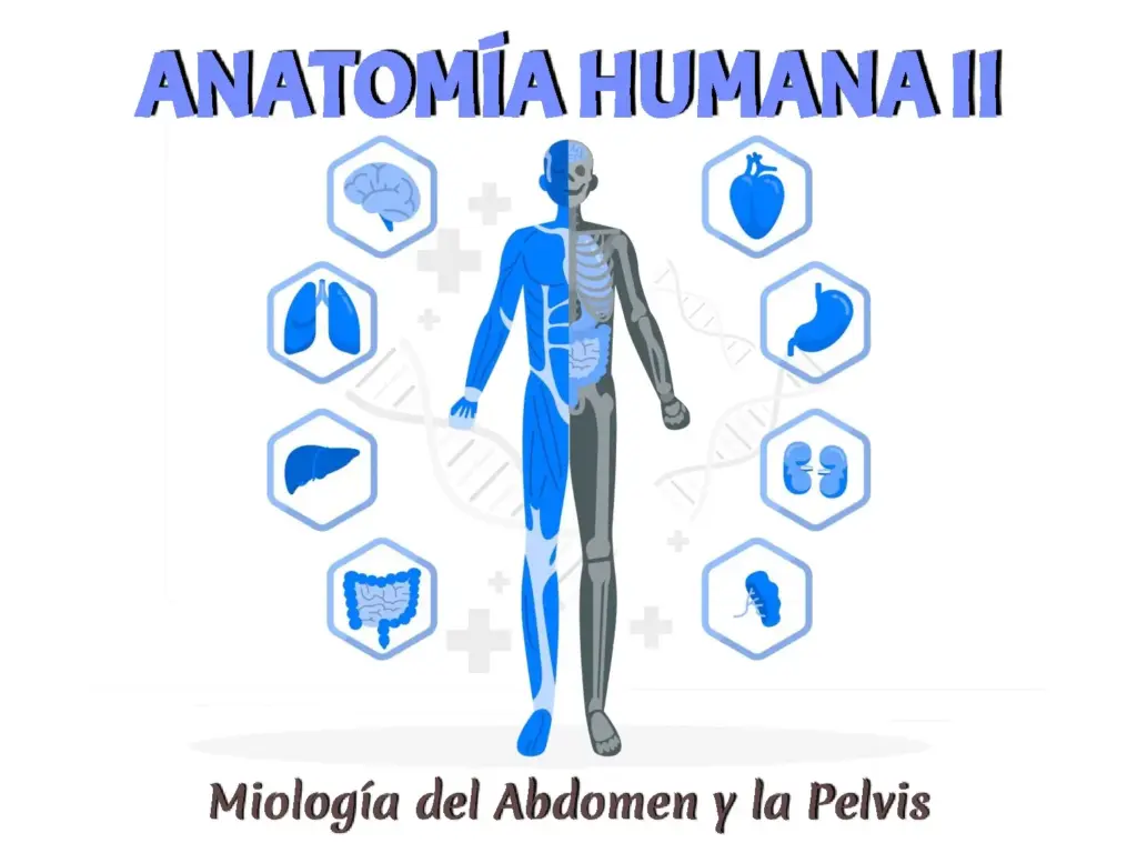 Miología del Abdomen y la Pelvis