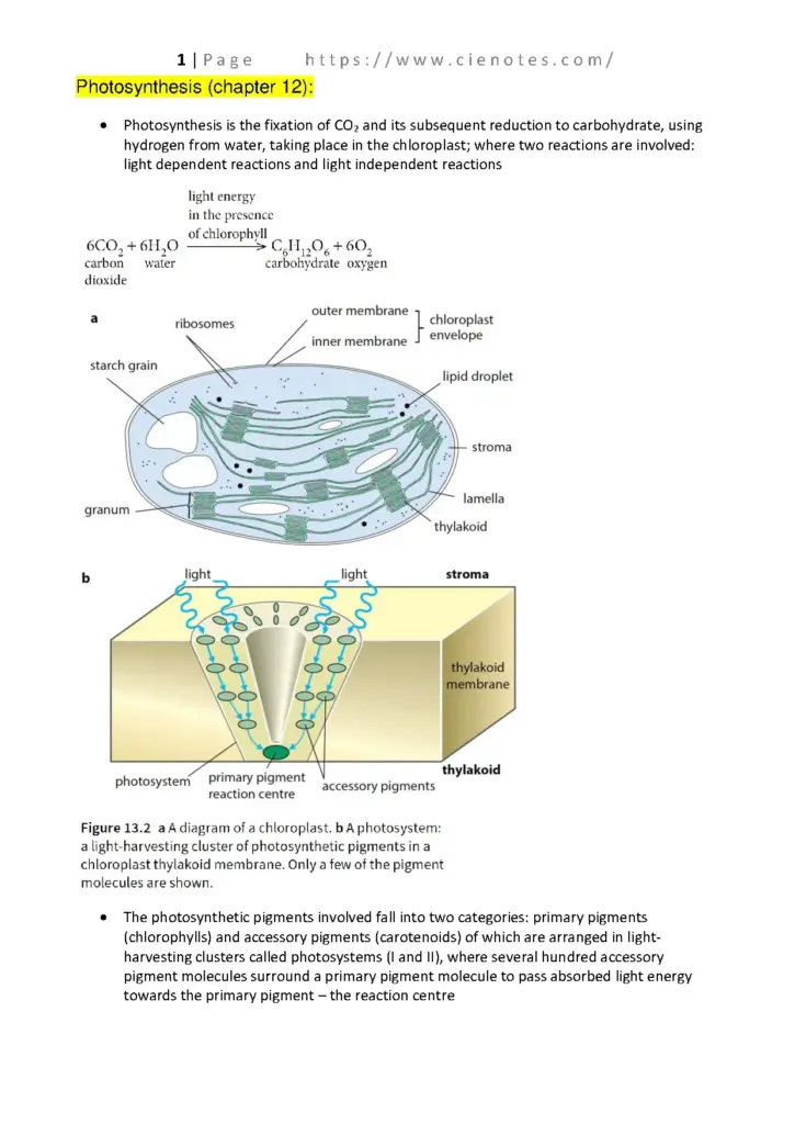 Photosynthesis Study Guide for A Level Biology