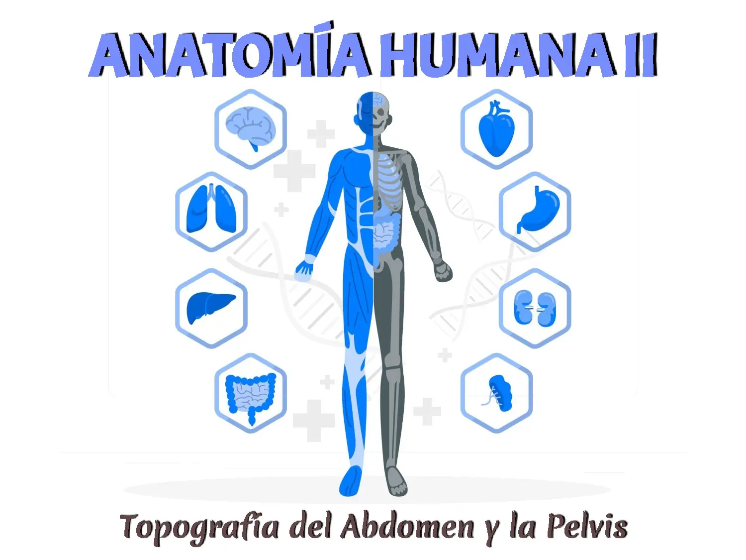 Topografía del Abdomen y la Pelvis
