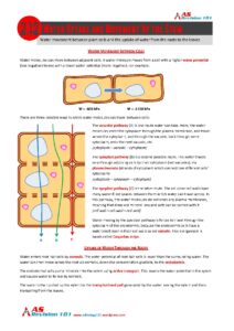 Water Movement in Plant Stems: Revision Notes