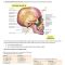 Thumbnail for The Skull is one of the Major Components