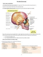 Thumbnail for The Skull is one of the Major Components