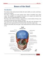 Thumbnail for Bones of the Skull