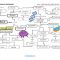Thumbnail for Cell Graphic Organizer Arupe