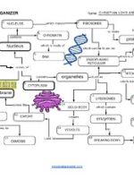 Thumbnail for Cell Graphic Organizer Arupe