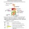Thumbnail for Digestive System Gizmo Adapated