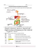 Thumbnail for Digestive System Gizmo Adapated