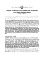 Thumbnail for Helping Your Dog Overcome The Fear Of Thunder Noises