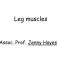Thumbnail for Muscles Of Lower Leg