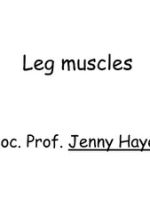Thumbnail for Muscles Of Lower Leg