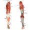 Thumbnail for Muscles Of The Leg