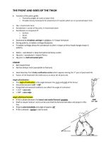 Thumbnail for Thigh Muscles Anatomy