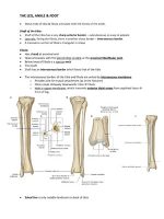 Thumbnail for Lower Leg Muscles