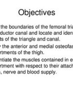 Thumbnail for Thigh Muscle Anatomy