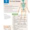 Thumbnail for 9 Exercise Marieb Lab Manual Thumbnail for 9 Exercise Marieb Lab Manual